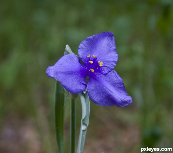 Wildflower